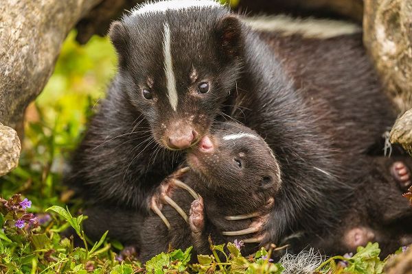 Minnesota-striped skunk-mother and kit in log-captive